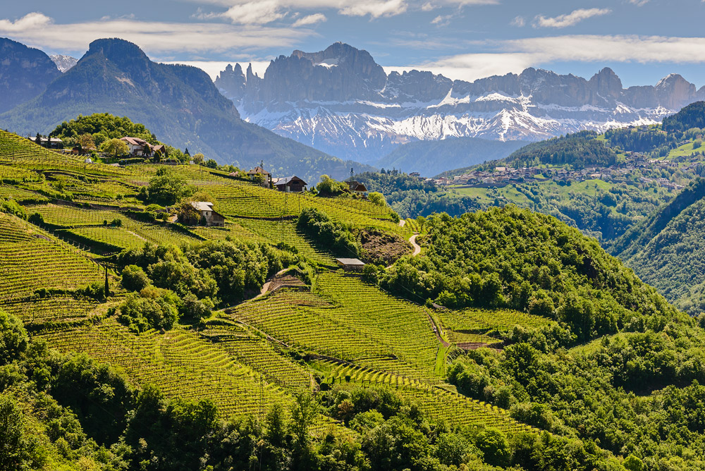 Die oberen Weinlagen  Bozens im Mai