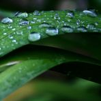 Die Oberflächenspannung zwingt Wasser....