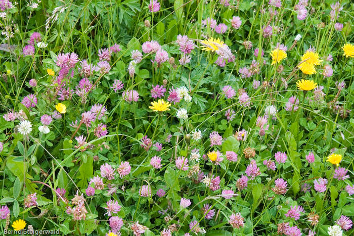 Die obligatorische Blumenwiese