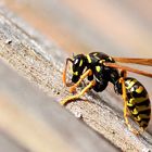 Die obligatorische Wespe beim Nestbau
