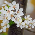 die obstbäume blühen 1