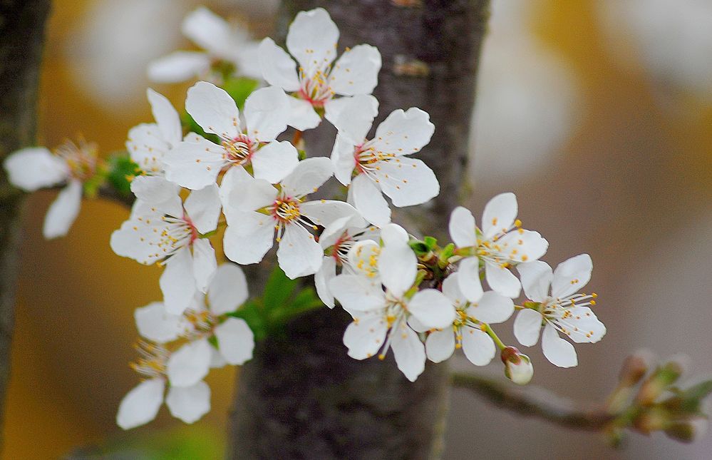 die obstbäume blühen 1