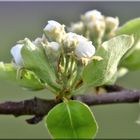 Die Obstbäume blühen 