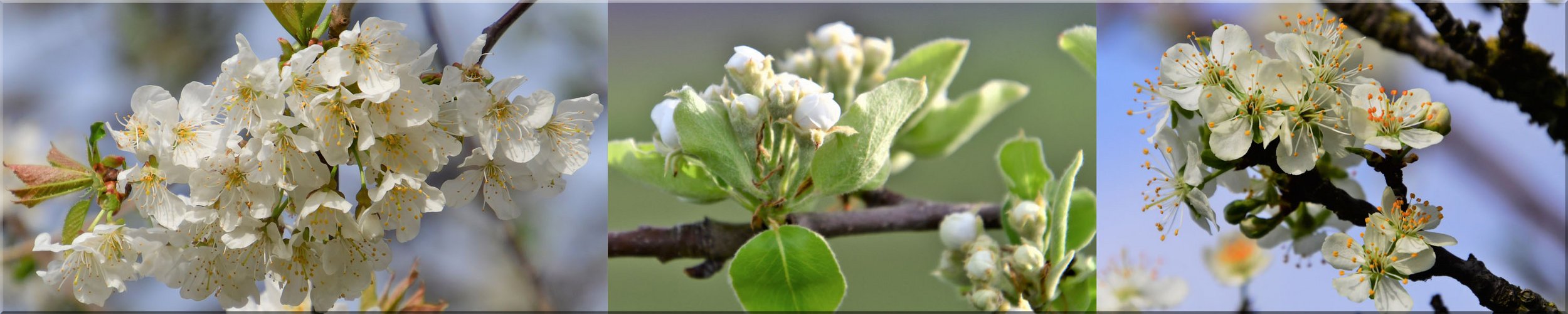 Die Obstbäume blühen 