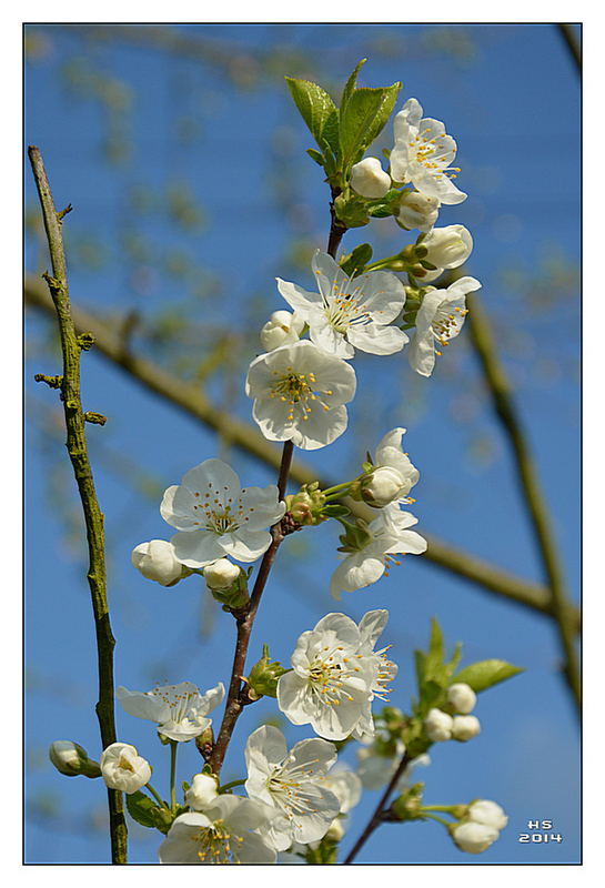 Die Obstbaumblüte