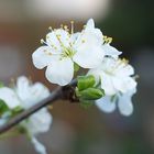 Die Obstbaumblüte ist in vollem Gange!