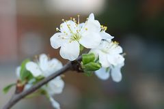 Die Obstbaumblüte ist in vollem Gange!