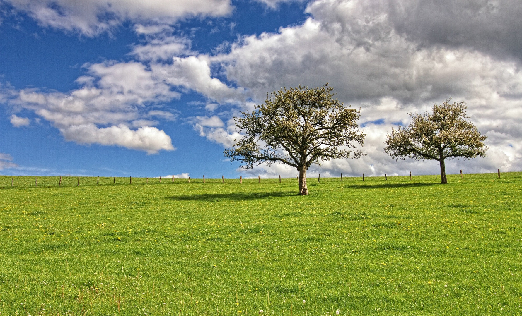 Die Obstbaumwiese 