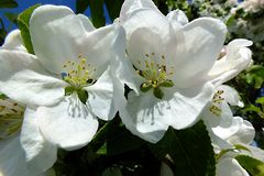 Die Obstblüte