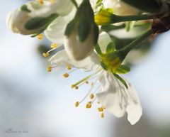 Die Obstblüte hat begonnen