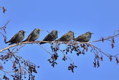 Die "" Odenwälder "" ........