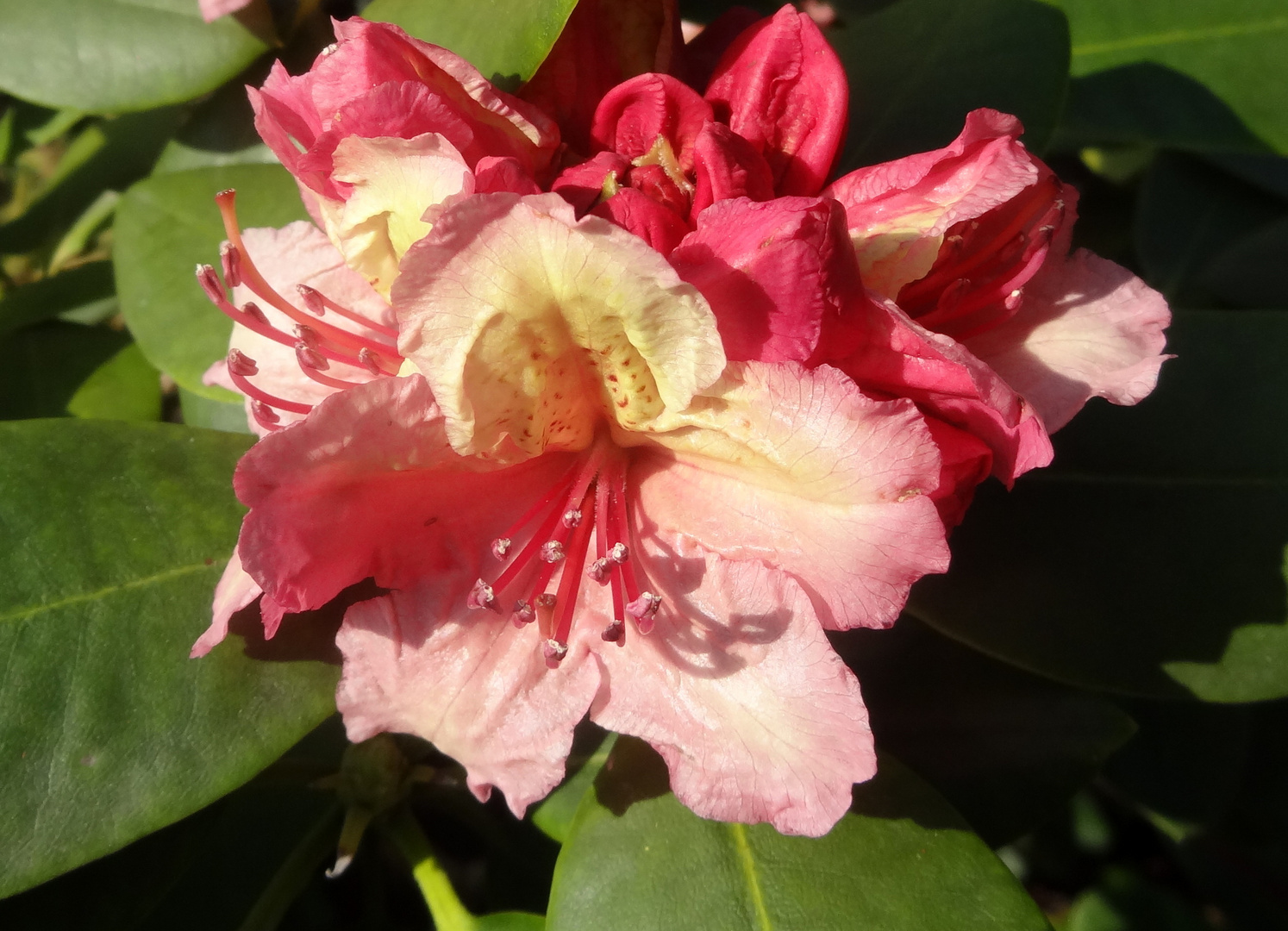 Die österliche Rhododendronblüte