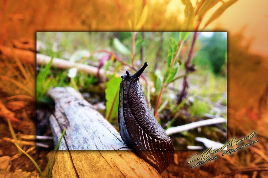 Die Offroad-Schnecke