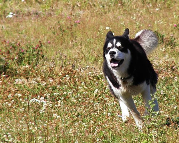 die Ohren angelegt Foto & Bild tiere, haustiere, hunde Bilder auf