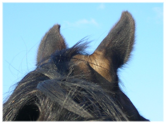 Die Ohren im Wind