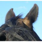 Die Ohren im Wind