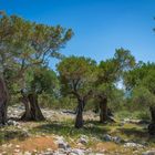 Die Olivenbäume von Lun