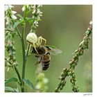 Die olympischen Gartenspiele der Insekten...