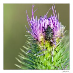 Die olympischen Gartenspiele der Insekten...