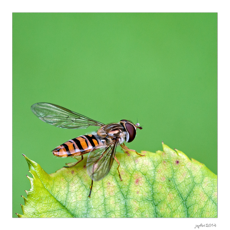 Die olympischen Gartenspiele der Insekten...