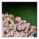 Die olympischen Gartenspiele der Insekten...