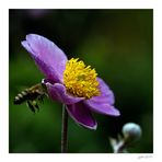 Die olympischen Gartenspiele der Insekten...