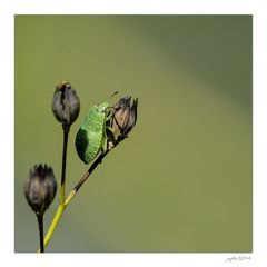 Die olympischen Gartenspiele der Insekten...