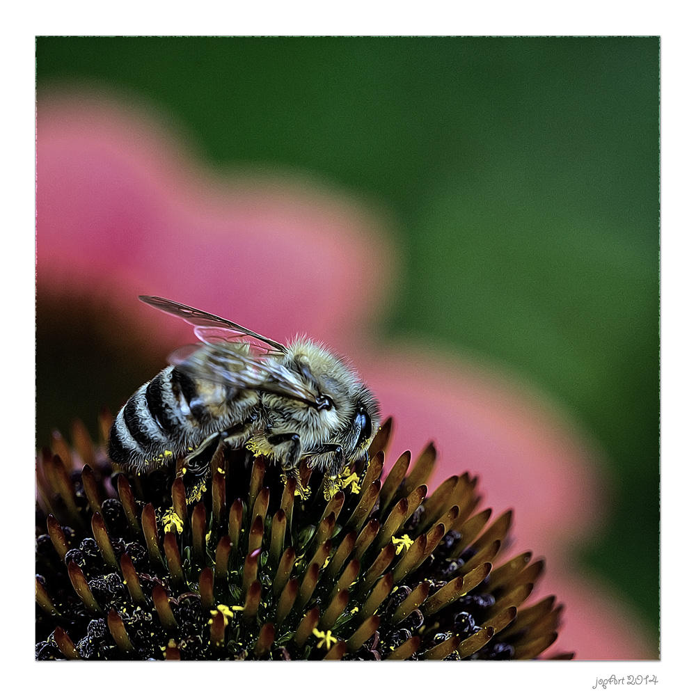 Die olympischen Gartenspiele der Insekten...