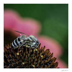 Die olympischen Gartenspiele der Insekten...