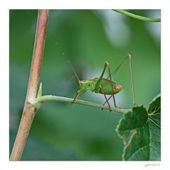 Die olympischen Gartenspiele der Insekten...