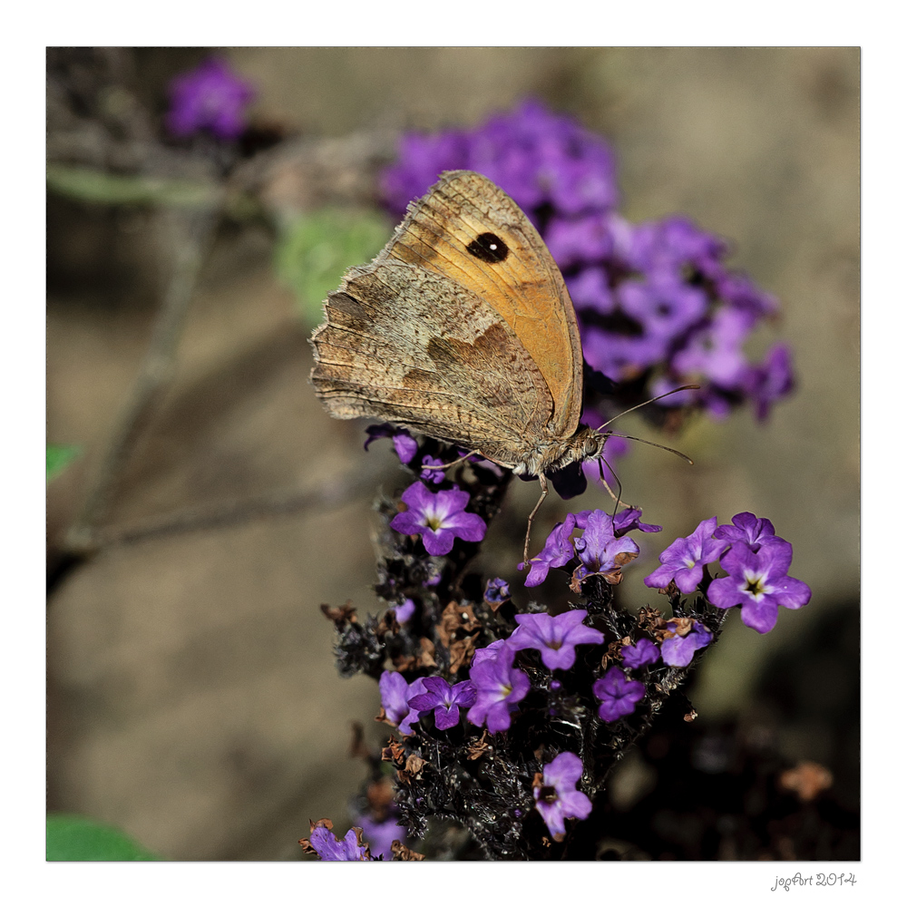 Die olympischen Gartenspiele der Insekten...