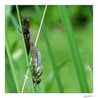 Die olympischen Gartenspiele der Insekten...