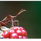 Die olympischen Gartenspiele der Insekten...