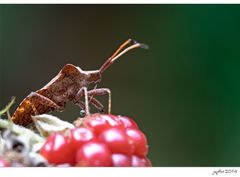 Die olympischen Gartenspiele der Insekten...