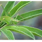 Die olympischen Gartenspiele der Insekten...