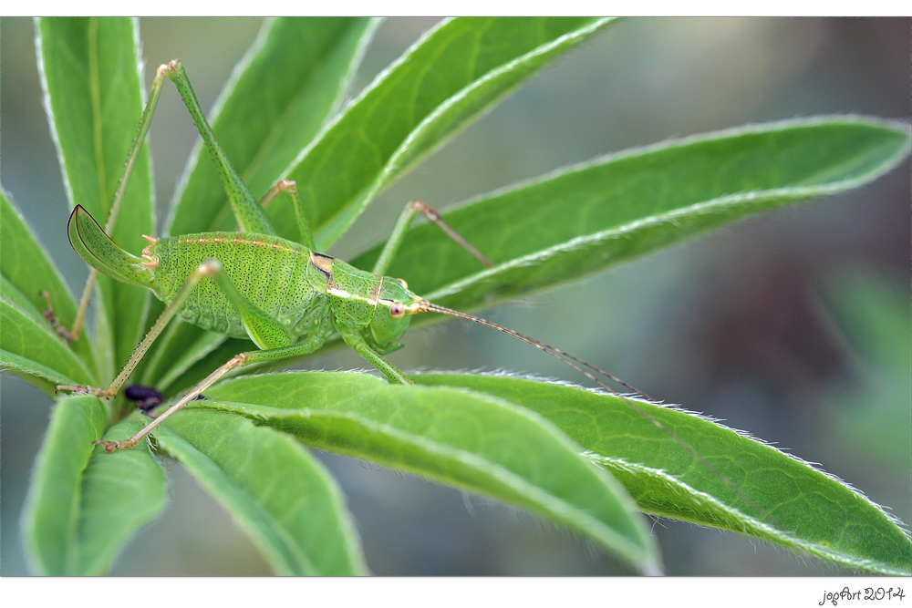 Die olympischen Gartenspiele der Insekten...