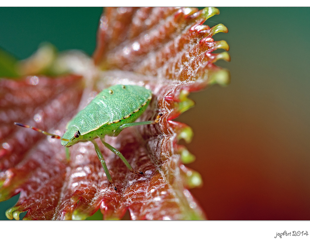 Die olympischen Gartenspiele der Insekten...