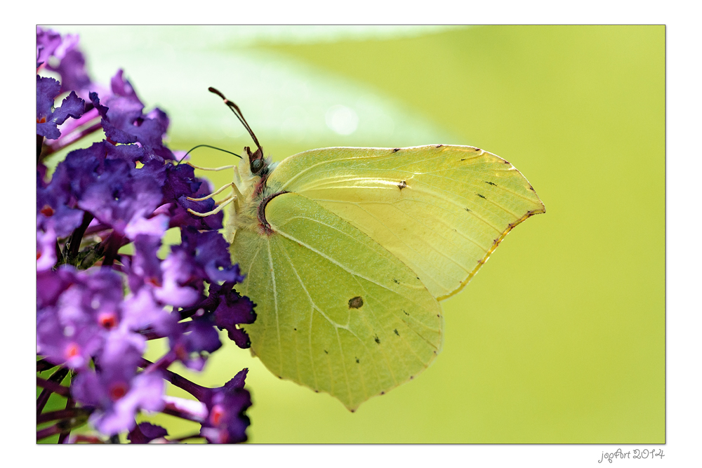 Die olympischen Gartenspiele der Insekten...