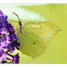 Die olympischen Gartenspiele der Insekten...