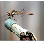 Die olympischen Gartenspiele der Insekten...