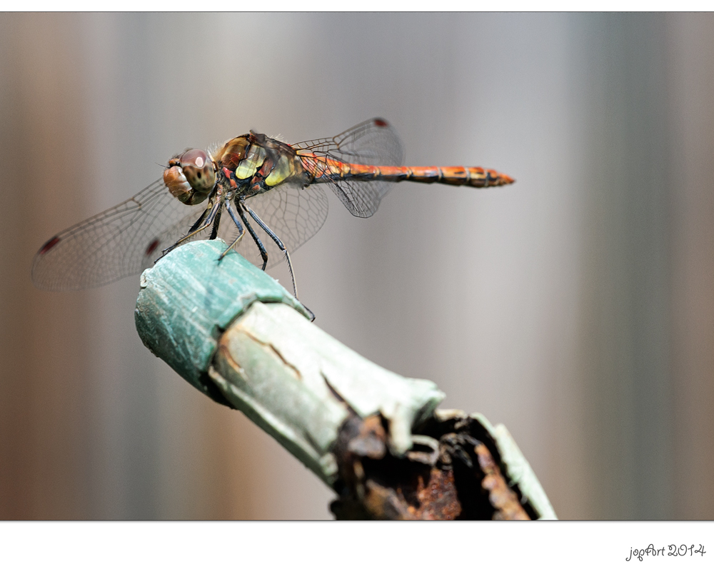 Die olympischen Gartenspiele der Insekten...