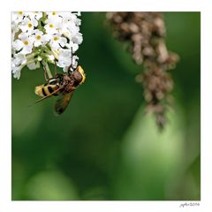 Die olympischen Gartenspiele der Insekten...