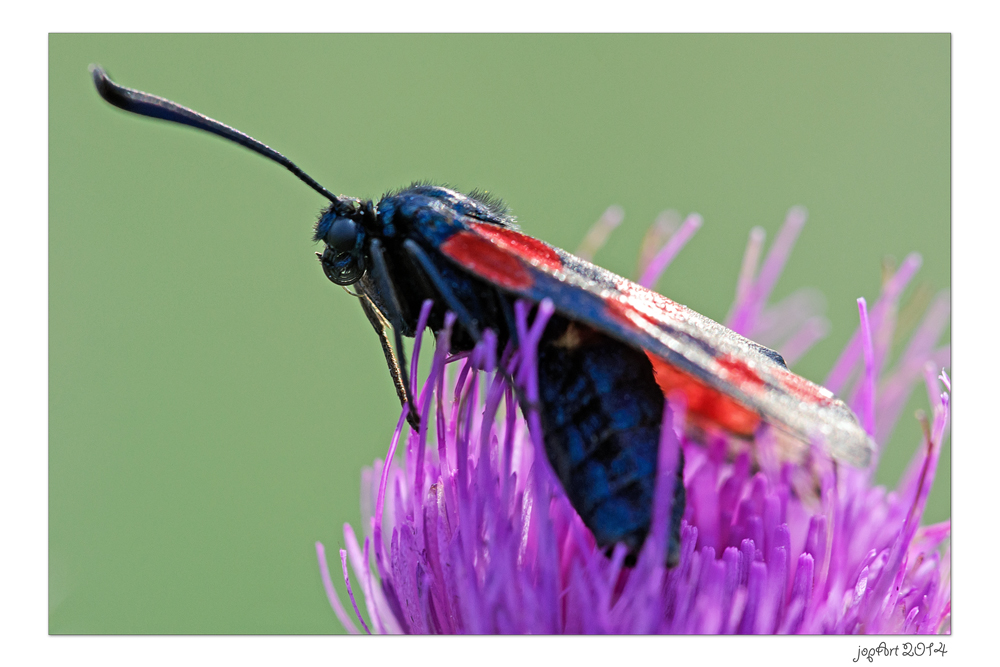 Die olympischen Gartenspiele der Insekten...