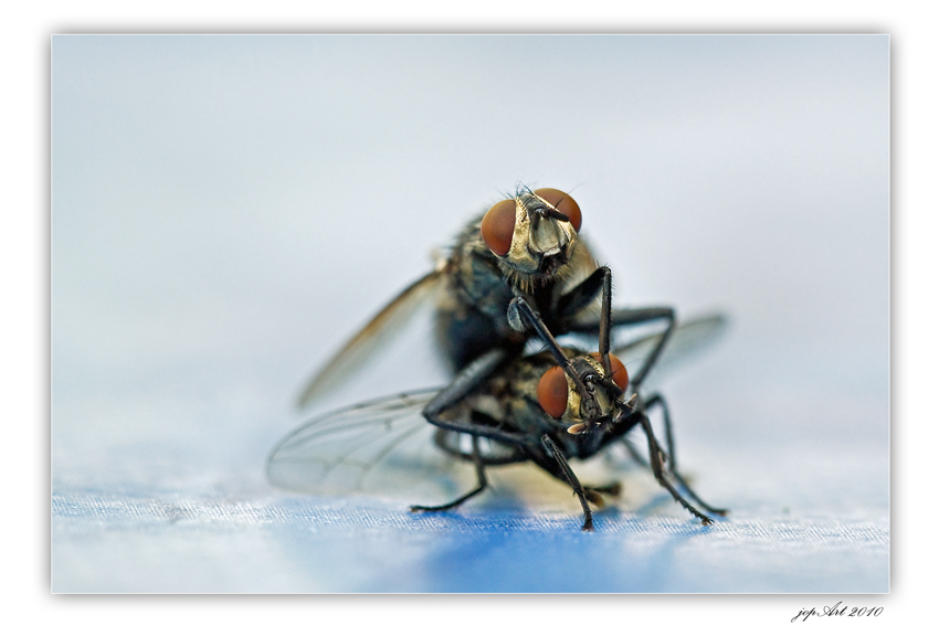 Die Olympischen Spiele der Insekten: Huckepacktragen mit Augen zuhalten...