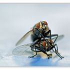 Die Olympischen Spiele der Insekten: Huckepacktragen mit Augen zuhalten...