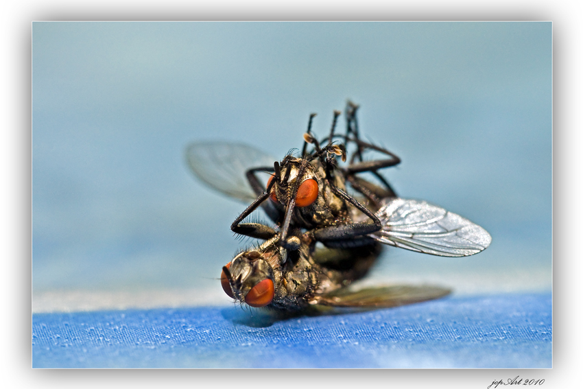 Die Olympischen Spiele der Insekten: Ringen, Freistil...