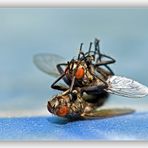 Die Olympischen Spiele der Insekten: Ringen, Freistil...