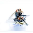Die Olympischen Winterspiele der Insekten: *Zweierbob*