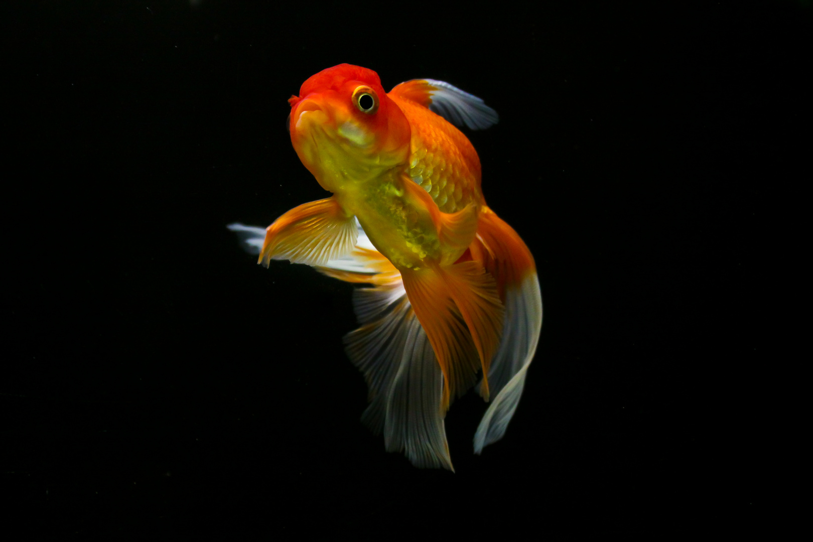 Die Oranda " Dame "