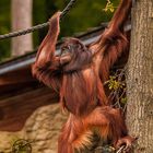 Die Orang Utangs haben Ausgang